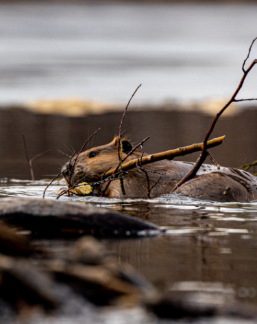 McDowell Lake First Nation - Mishi Sakahikaniing